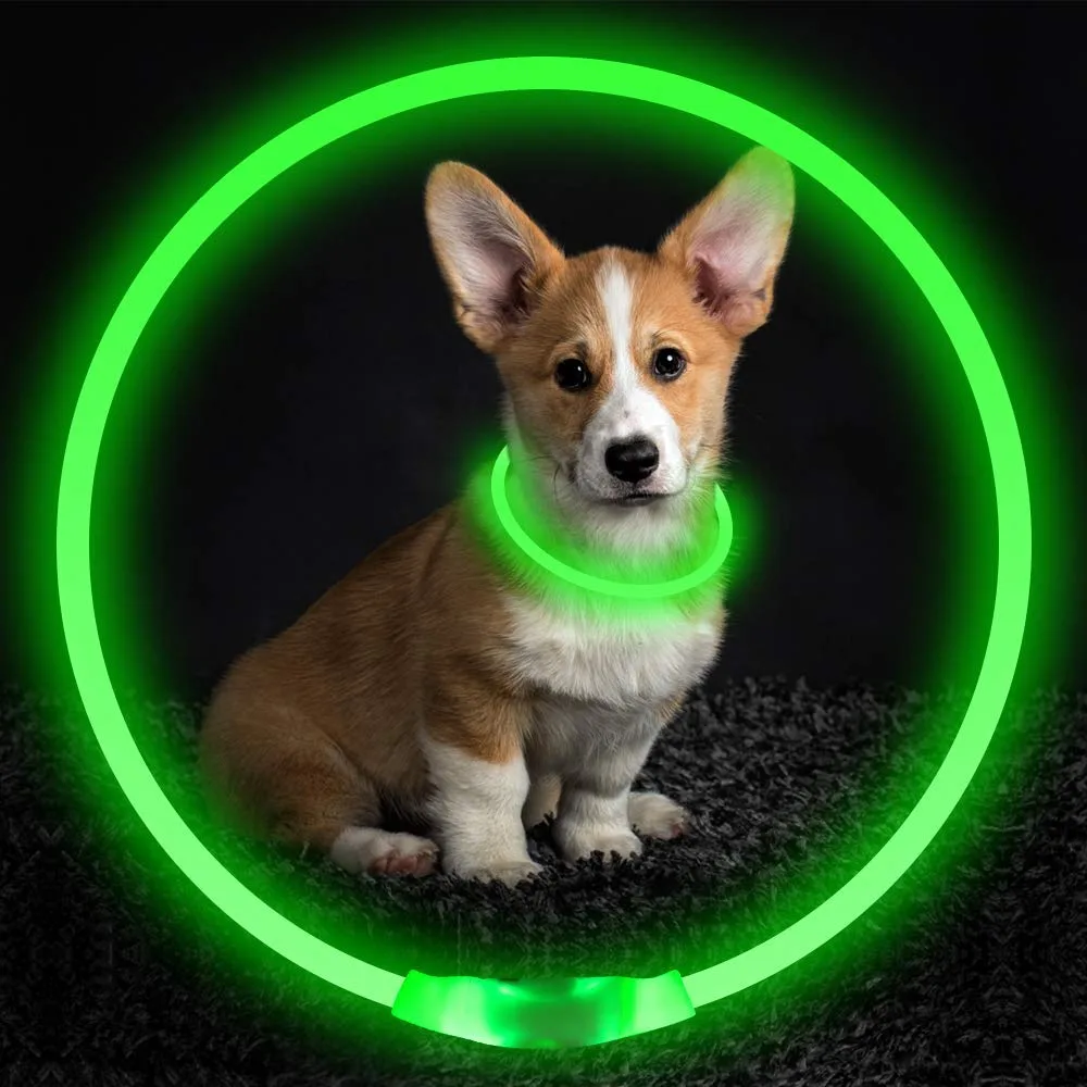 Corgi puppy wearing the glowing green LED collar in the dark